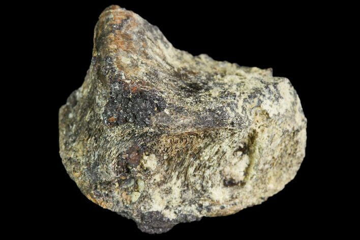 Cretaceous Fossil Gar Vertebra - Aguja Formation, Texas #105057